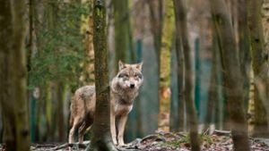 Behörde: Land darf Ohrdrufer Wölfin schießen