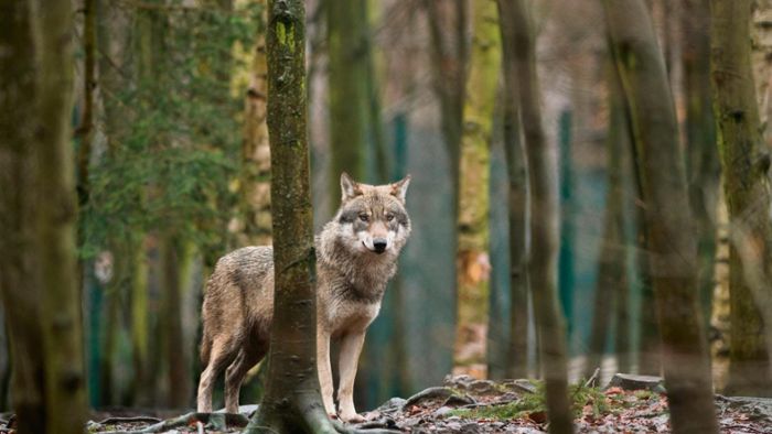 Behörde: Land darf Ohrdrufer Wölfin schießen