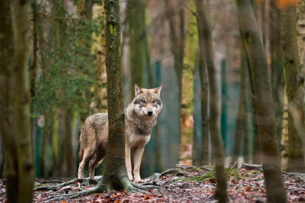 Werden wir künftig Wölfe im Thüringer Wald sehen können? Dieses Foto entstand in einem Gehege im Harz. In Thüringen wird gerade über das Schicksal der Jungen einer Wölfin bei Ohrdruf diskutiert. Gelingt es, sei einzufangen oder werden sie erschossen? Archiv- Foto: dpa
