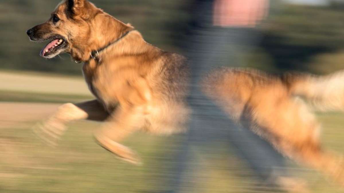 Nachbar-Regionen: Schäferhund beißt Frau in den Oberschenkel