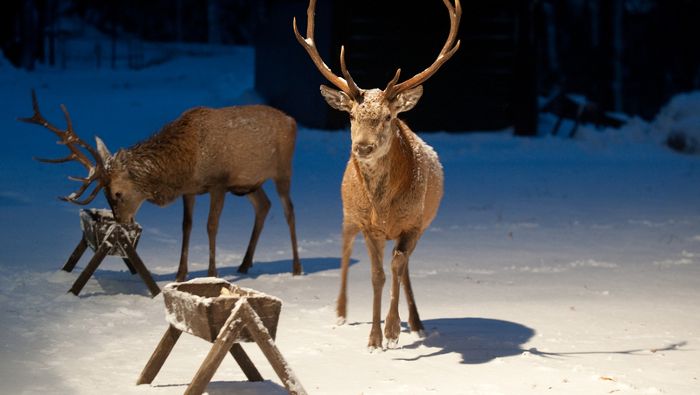 Mahlzeit für Hirsche: Winterfütterung durch Forstämter