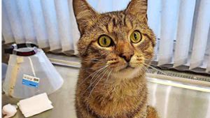 Kranke Katze: Spenden für kleinen Tigger benötigt