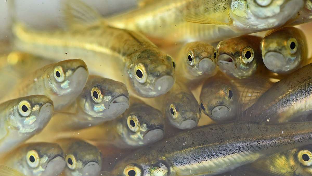 Erfurt: Im Erfurter Flutgraben ausgesetzt: Kleine Fische für den großen Artenerhalt