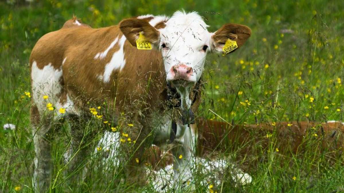 Thüringen: Unbekannte ritzen junger Kuh den Hals auf