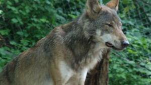 Thüringer Rhön: Nächstes Rudel Wolfs-Hybriden