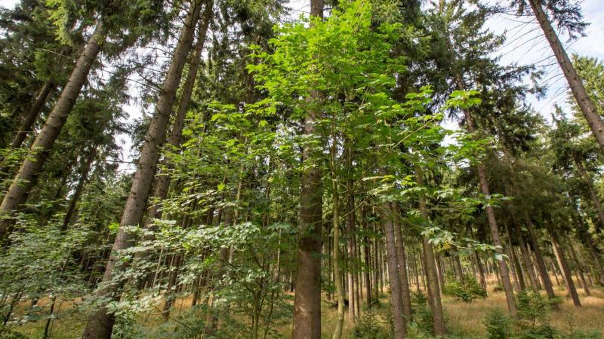 Thüringen: Gefahren im Wald: Mehr Unfälle und früher Schädlingsbefall