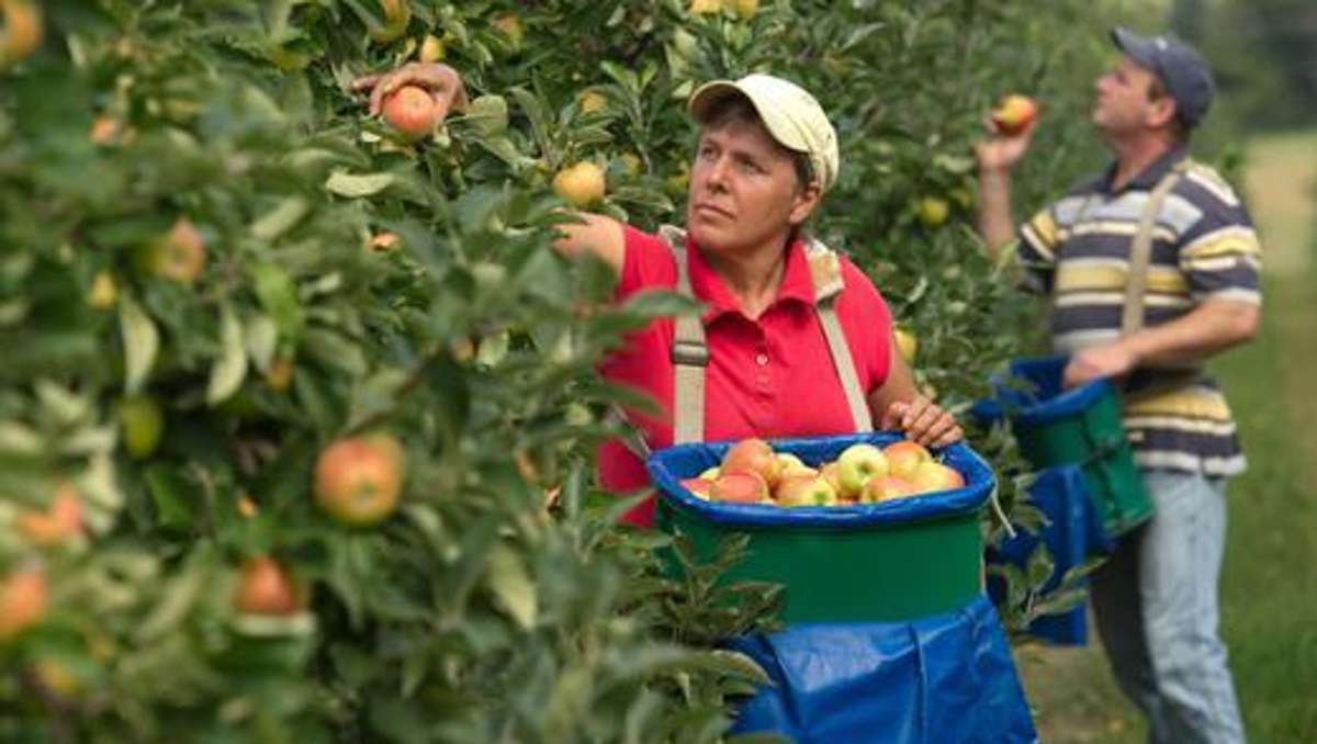 Thüringen: Schlechteste Apfelernte seit mehr als zehn Jahren