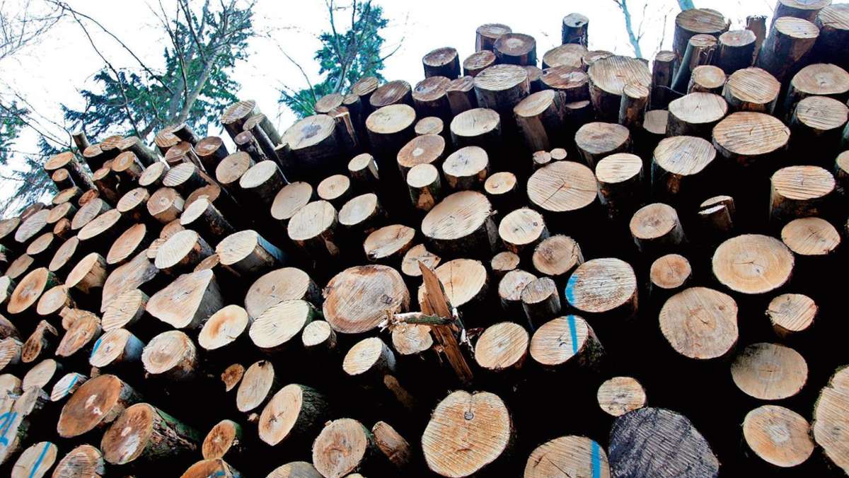 Brotterode-Trusetal: Finanzielles Dürrejahr für Waldwirtschaft