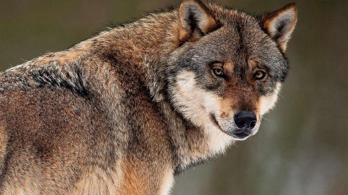 Thüringen: Wölfe sollen leichter zum Abschuss freigegeben werden