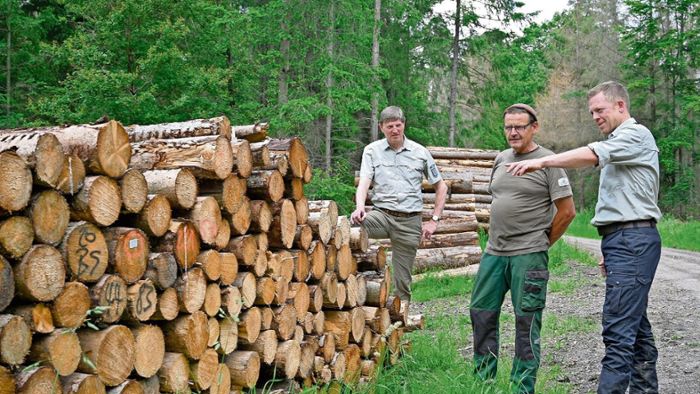 Brennholz im Überfluss: Günstige Fichte aus heimischem Wald