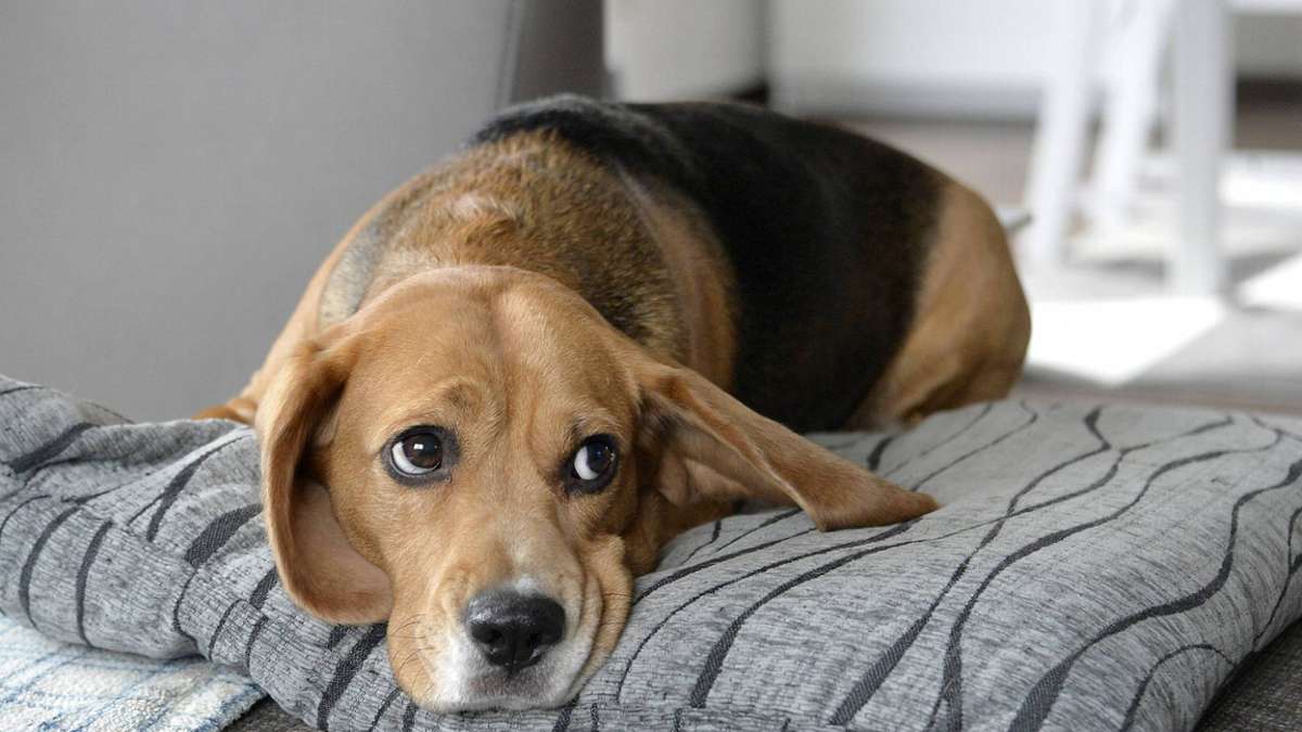 Haarhausen: Ausgelegte Giftköder: Hunde müssen beim Tierarzt behandelt werden