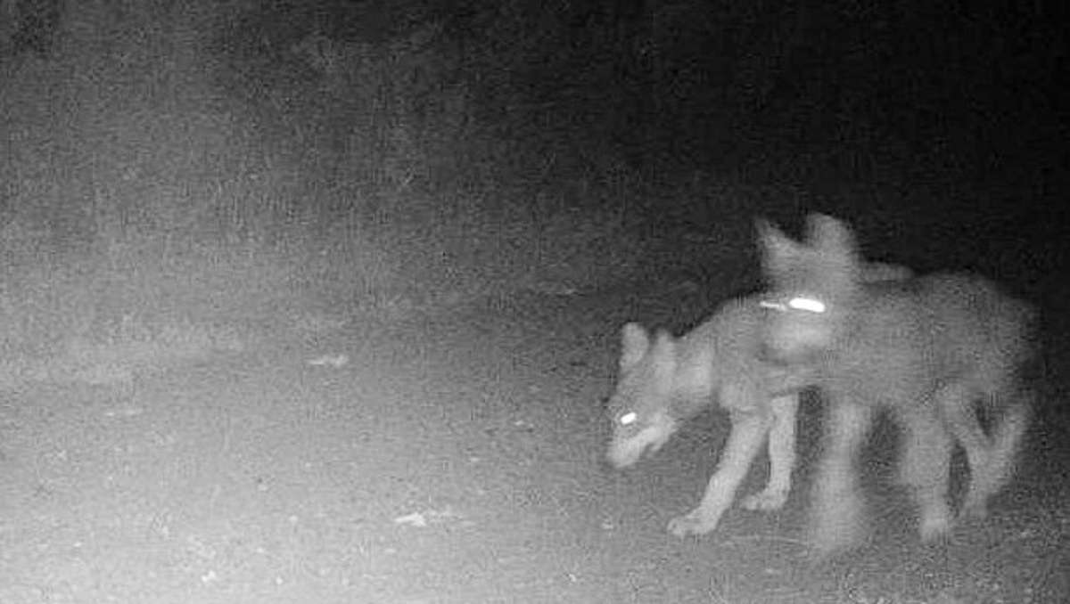 Thüringen: Erstmals Fotos von Ohrdrufer Wolfs-Nachwuchs