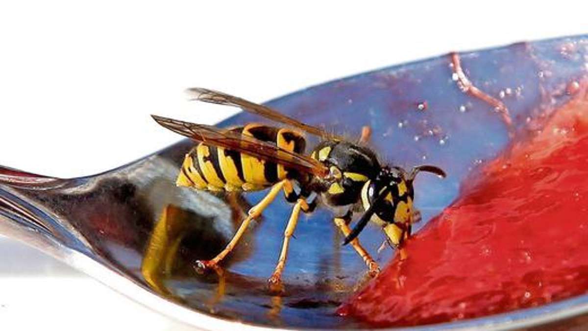 Bad Salzungen: Wespenstiche: Täglich zehn Fälle in der Notaufnahme