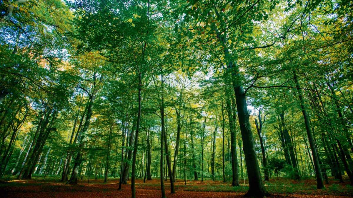 Thüringen: Mehr als drei Viertel der Bäume im Wald krank