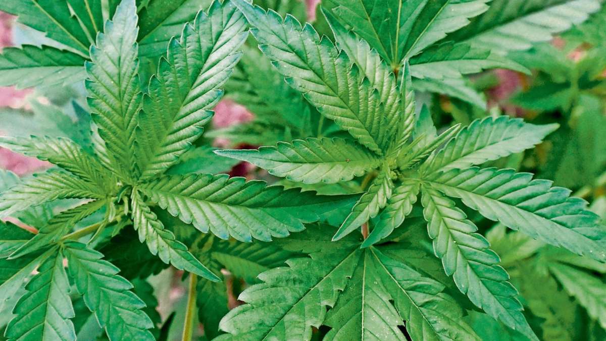 Erfurt: Meterhohe Marihuana-Pflanzen auf Balkon blieben nicht unbemerkt