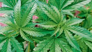 Mehrere Hundert Gramm Marihuana bei Razzia entdeckt