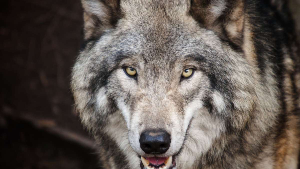 Wolf-Hund-Nachwuchs: Auch in Bayern auf der Abschussliste