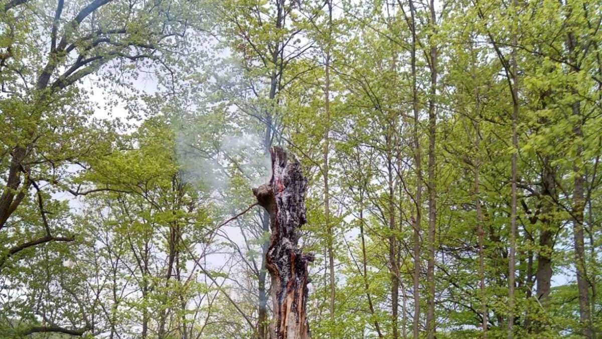 Feuerwehreinsatz: Baumstumpf brannte an der Habichtsburg