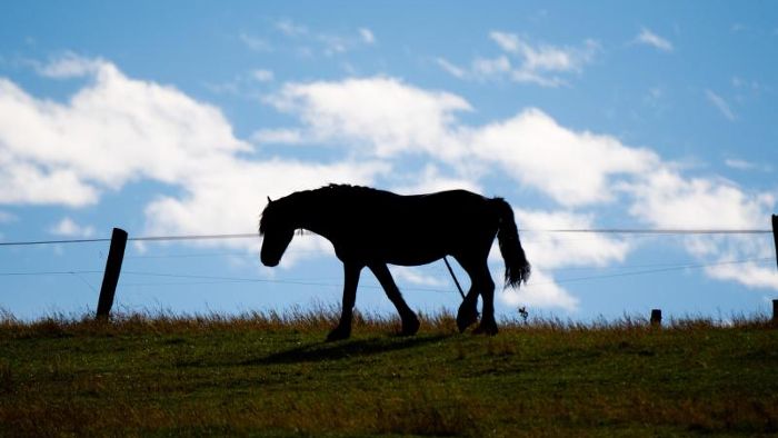Tierquäler verletzen erneut ein Pferd
