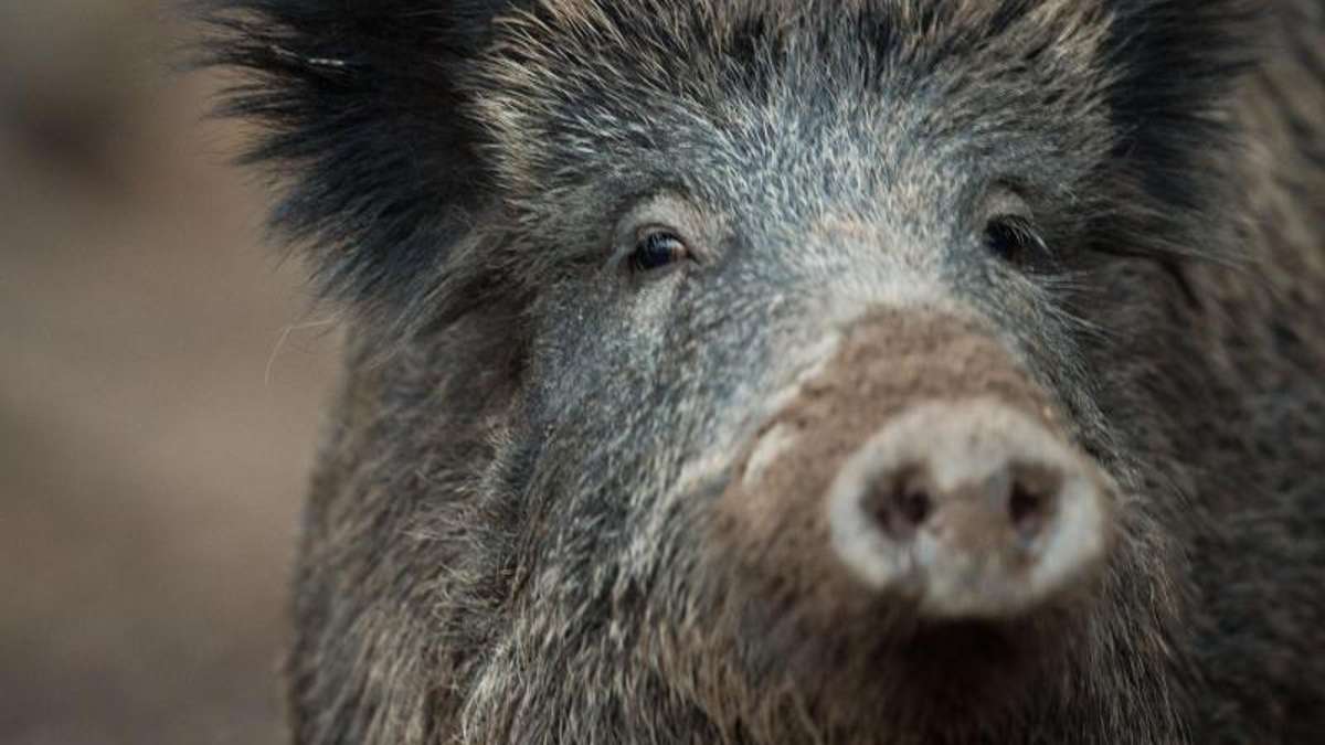 Bad Salzungen: Auf wilder Flucht vor Polizei Zusammenstoß mit Wildschwein