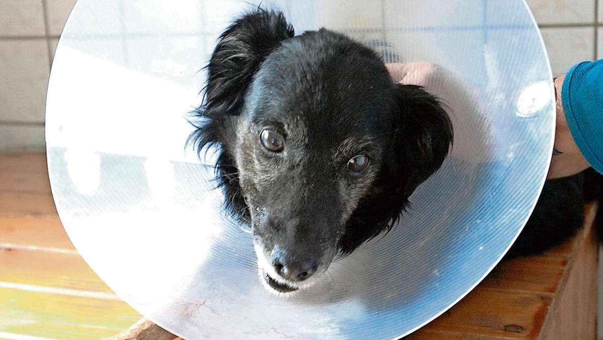 Ilmenau: Tierheim bittet um Spenden für Hunde-OP