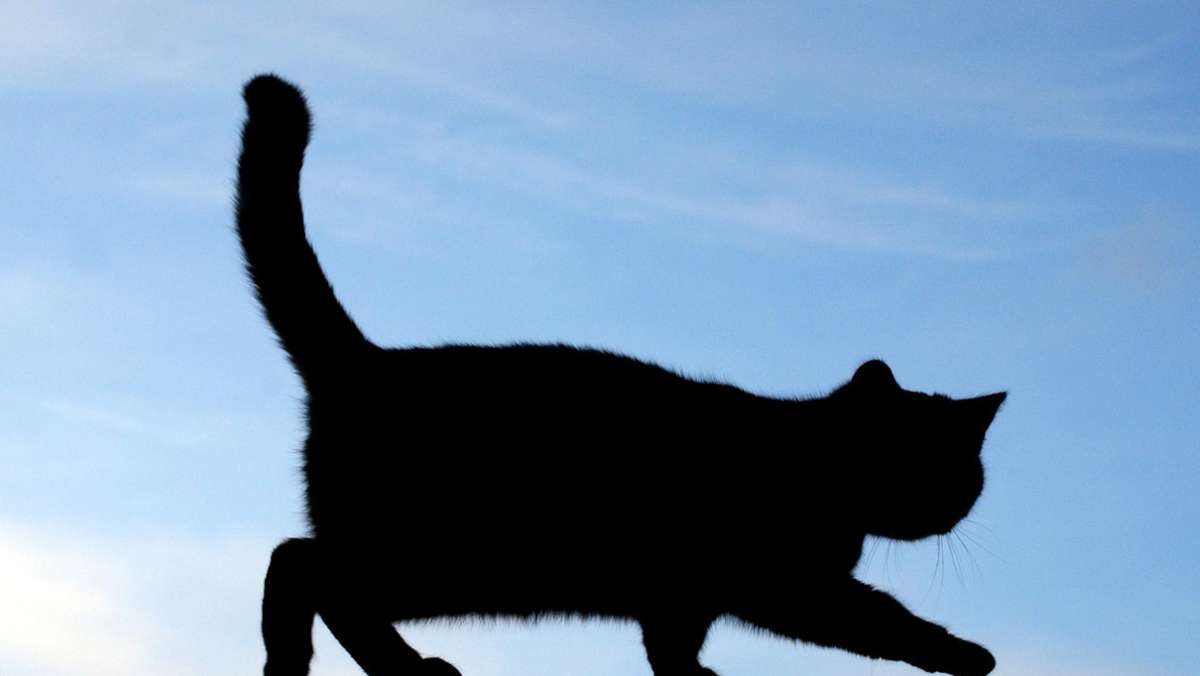 Miami Cat: Katze sorgt für dramatische Szenen bei Football-Spiel