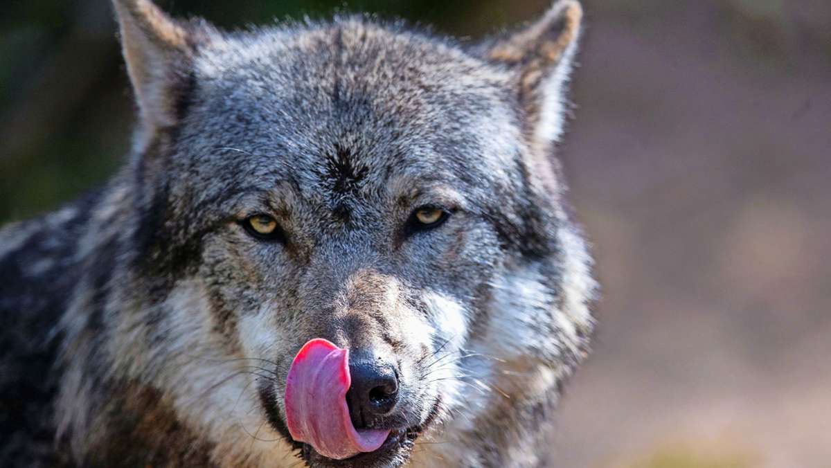 Nach jüngsten Rissen: Neues Wolfsrudel im Ilm-Kreis?