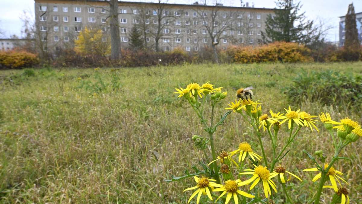 Bad Salzungen: Landesgartenschau mit Gartenstadt und Wohlfühlpark