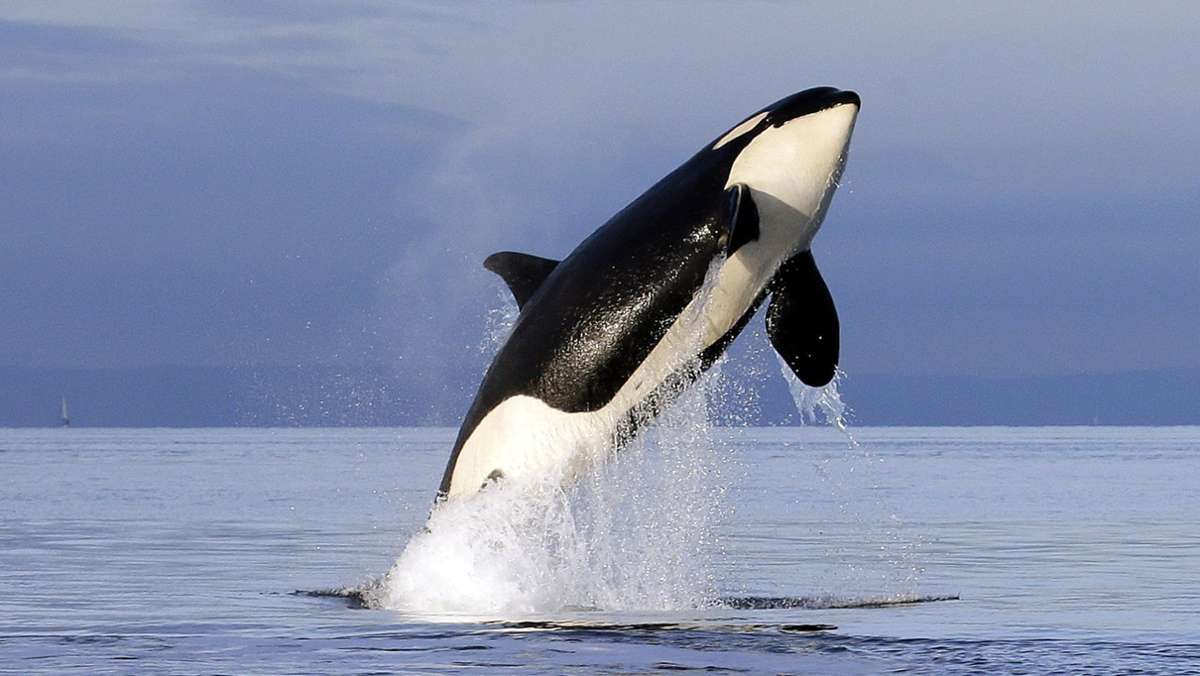 Straße von Gibraltar: Wo Segler Angst vor Orcas haben