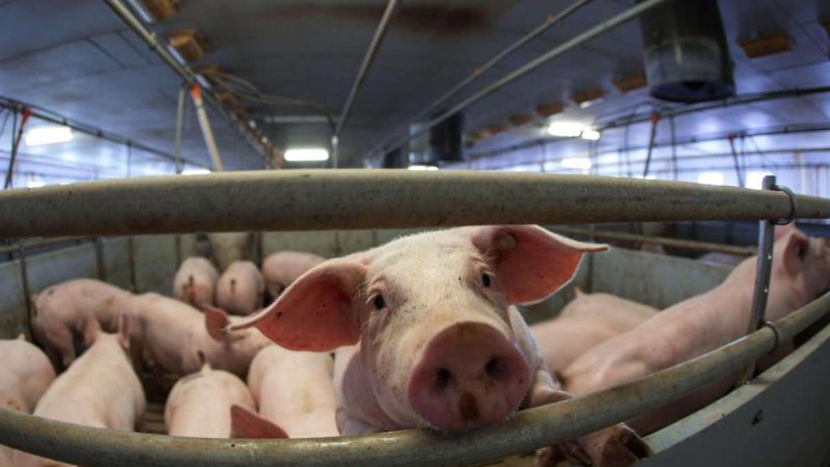 Thüringen: Ferkelgeburt in Fäkalien: Staatsanwaltschaft ermittelt wegen schlechter Schweinehaltung