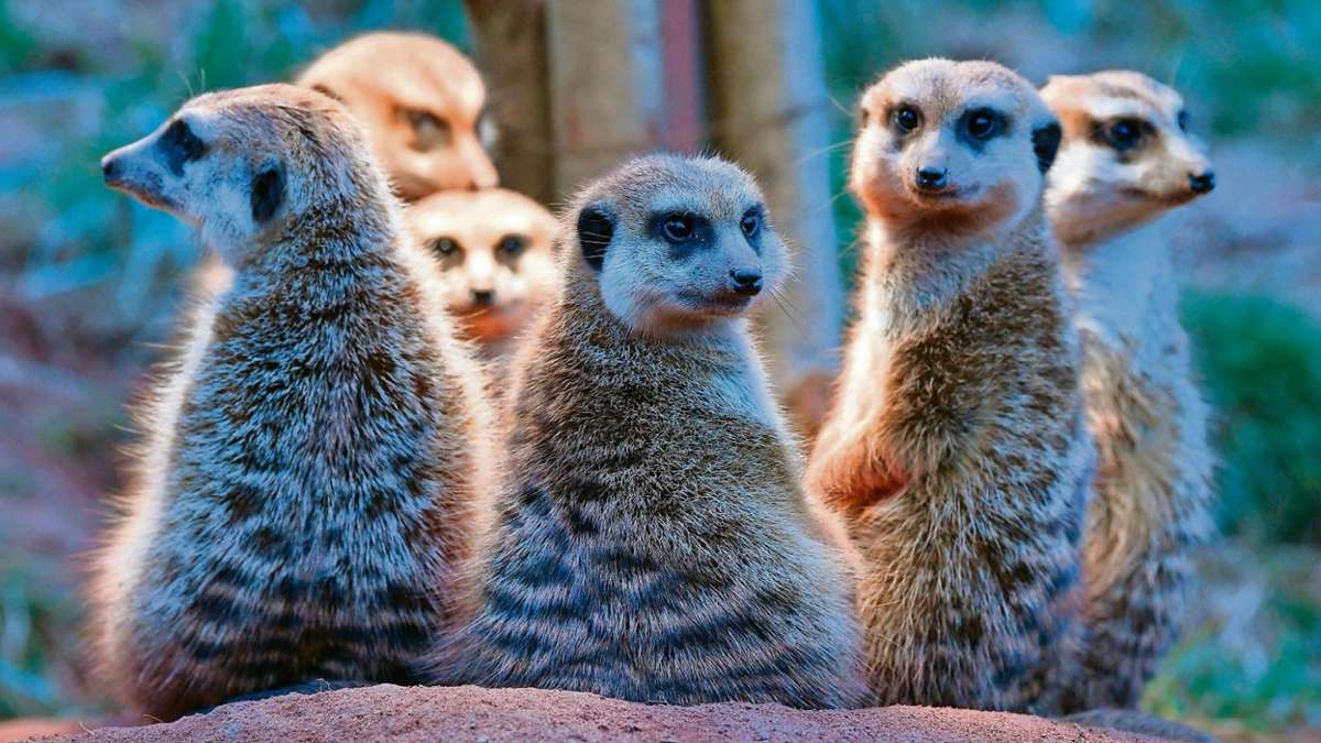 Thüringen: Erfurter Zoo verzeichnet mehr Bewohner und Besucher