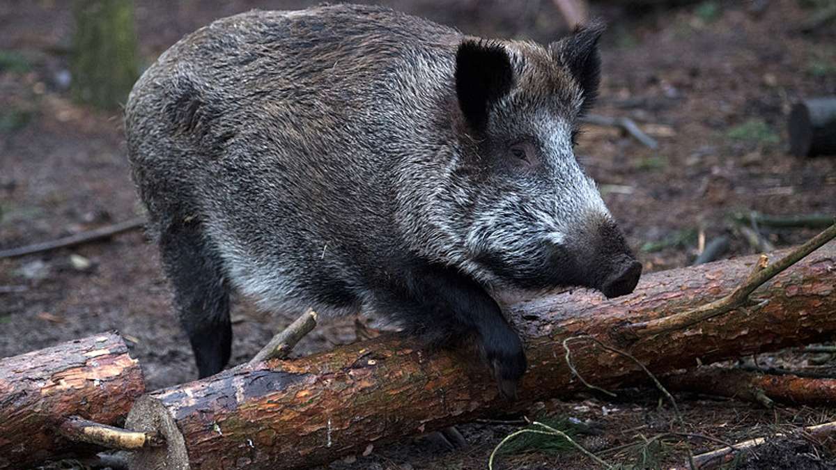Thüringen: Schweinepest-Gefahr: Zur Groß-Jagd auf Wildschweine geblasen