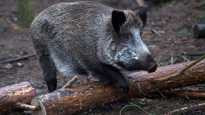 Schweinepest-Gefahr: Zur Groß-Jagd auf Wildschweine geblasen