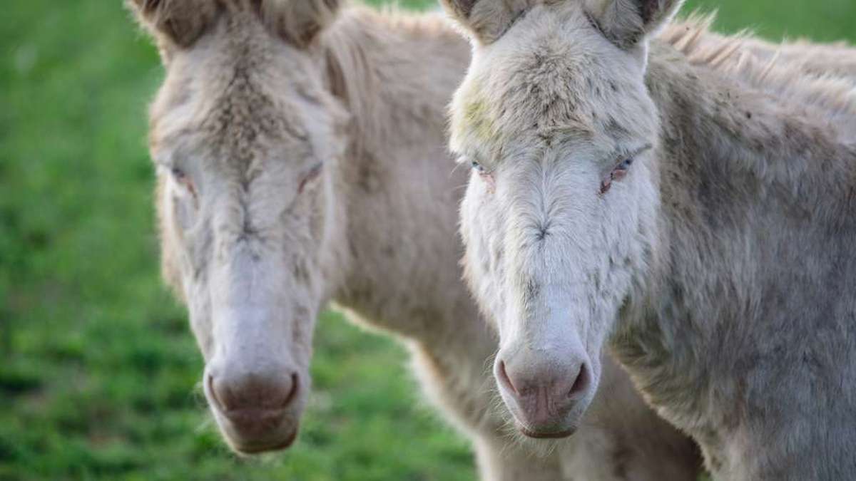 Hildburghausen: Störrische Esel hielten Polizei in Themar auf Trab