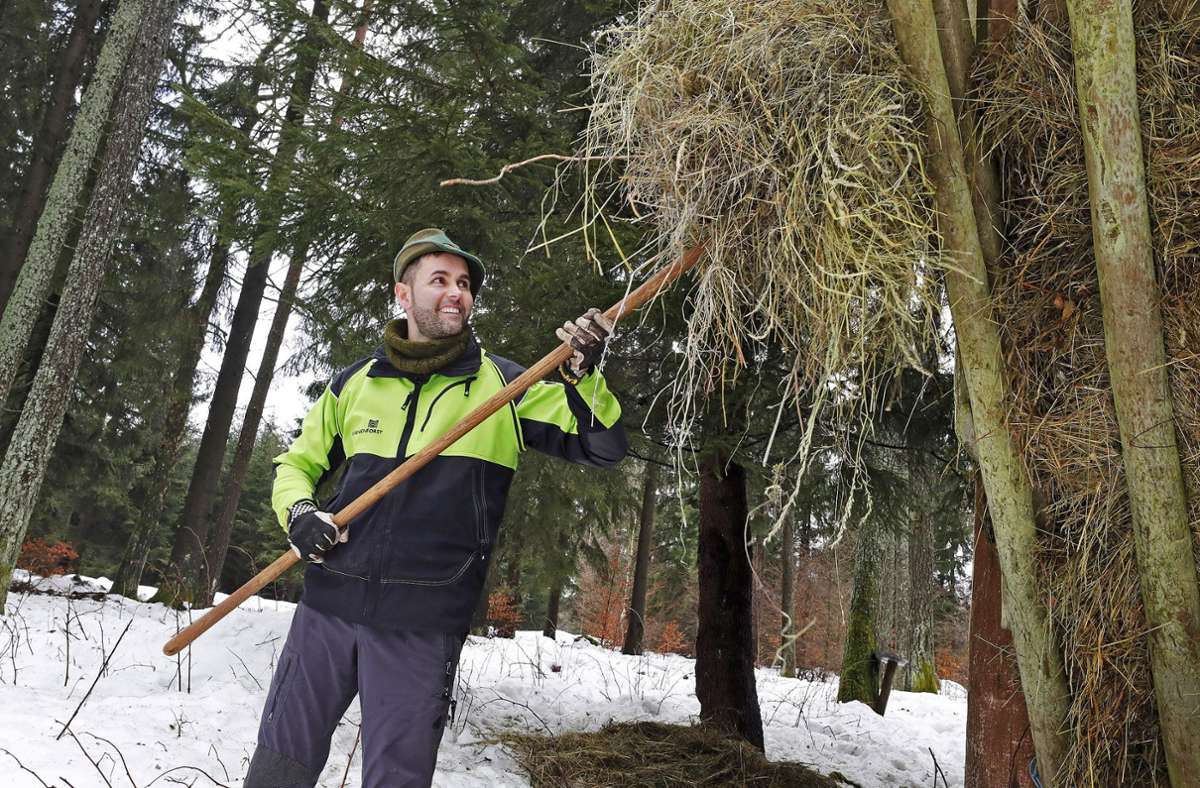 Revierjäger Marcus Recknagel kümmert sich um insgesamt  fünf Winterfütterungen. Er bittet darum, das Wild nicht zusätzlich zu füttern. Foto: /Michael Bauroth