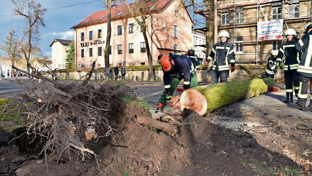 Meiningen: 45 neue Bäume für die Stadt
