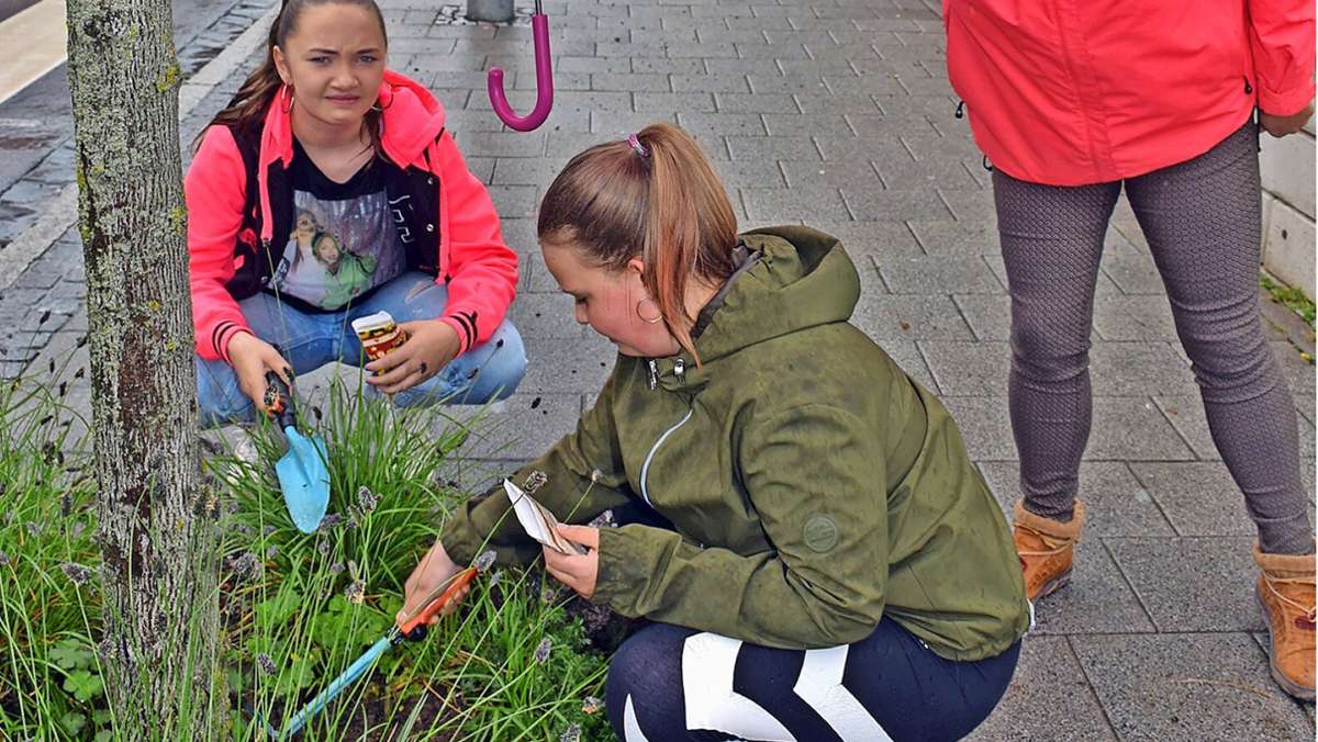 Steinbach-Hallenberg: Neustart der Jugendarbeit mit Sonnenblumen für die Hauptstraße