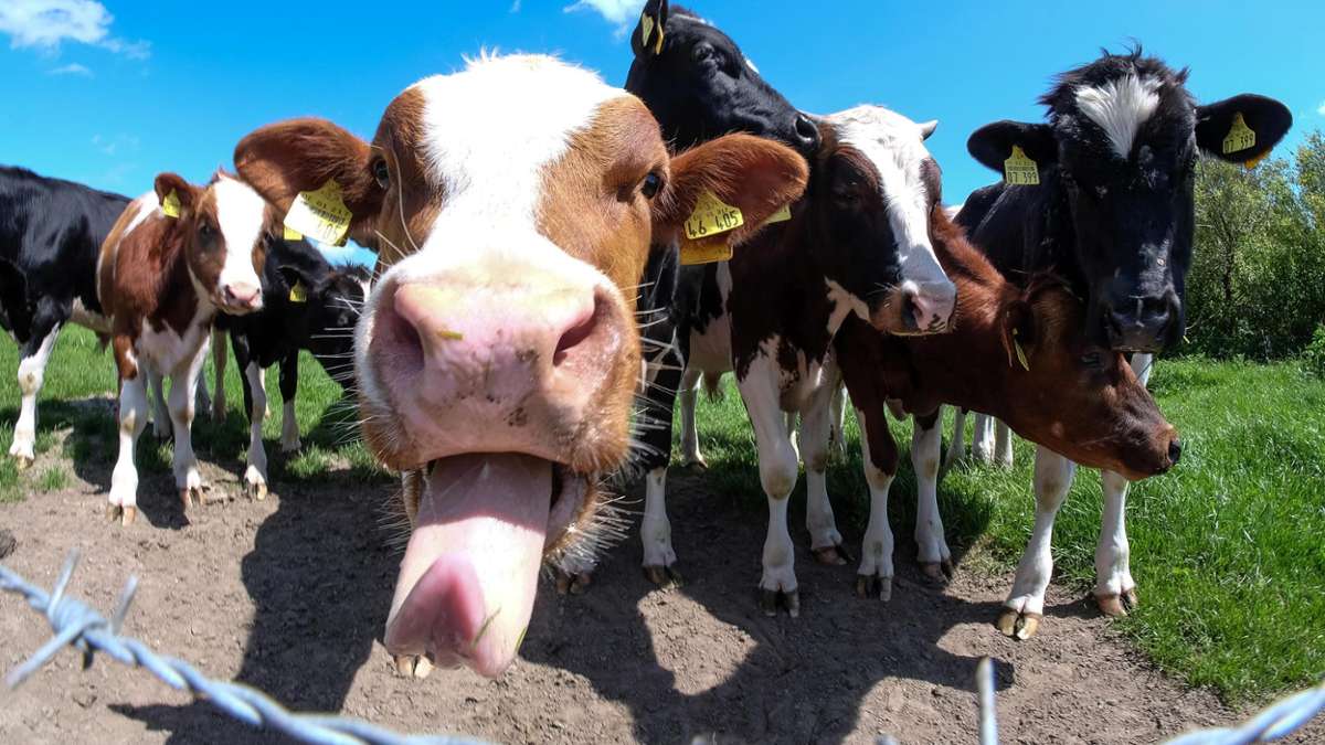 Thüringen: Kühe auf der Autobahn 4 beschäftigen zweimal die Polizei