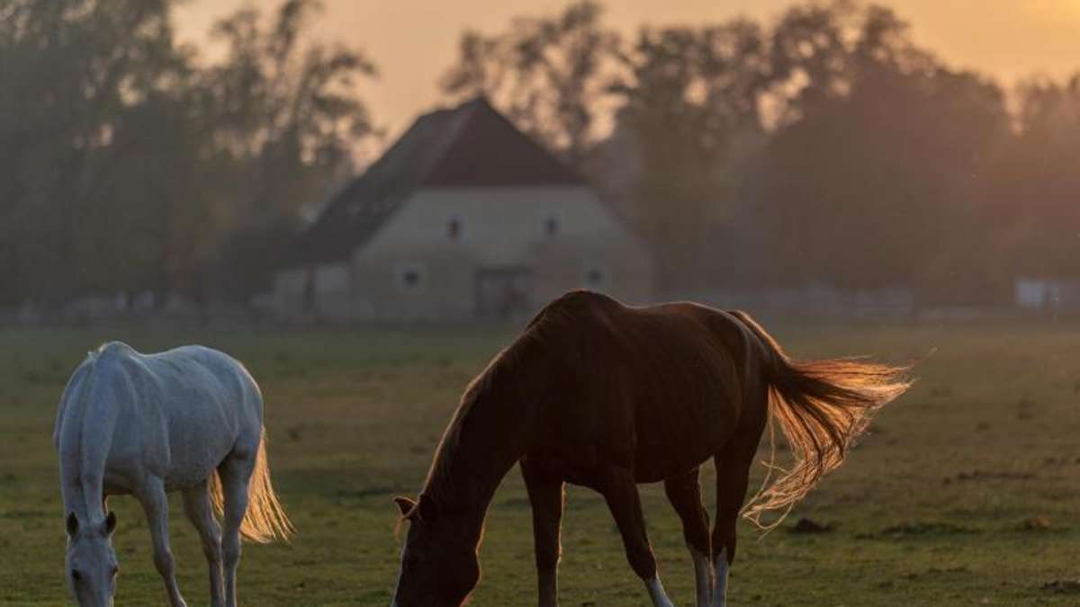 Meiningen: Erneut verletzten Unbekannte ein Pferd - diesmal in Unterkatz