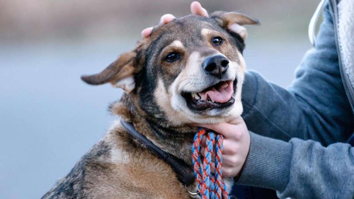 Sonneberg/Neuhaus: Hundebesitzer finden präparierten Wurstköder