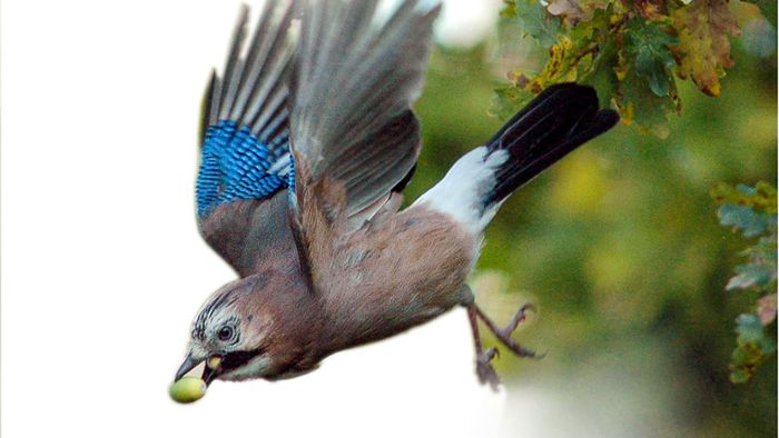 Vögel als Förster: Luftunterstützung im  Stadtwald
