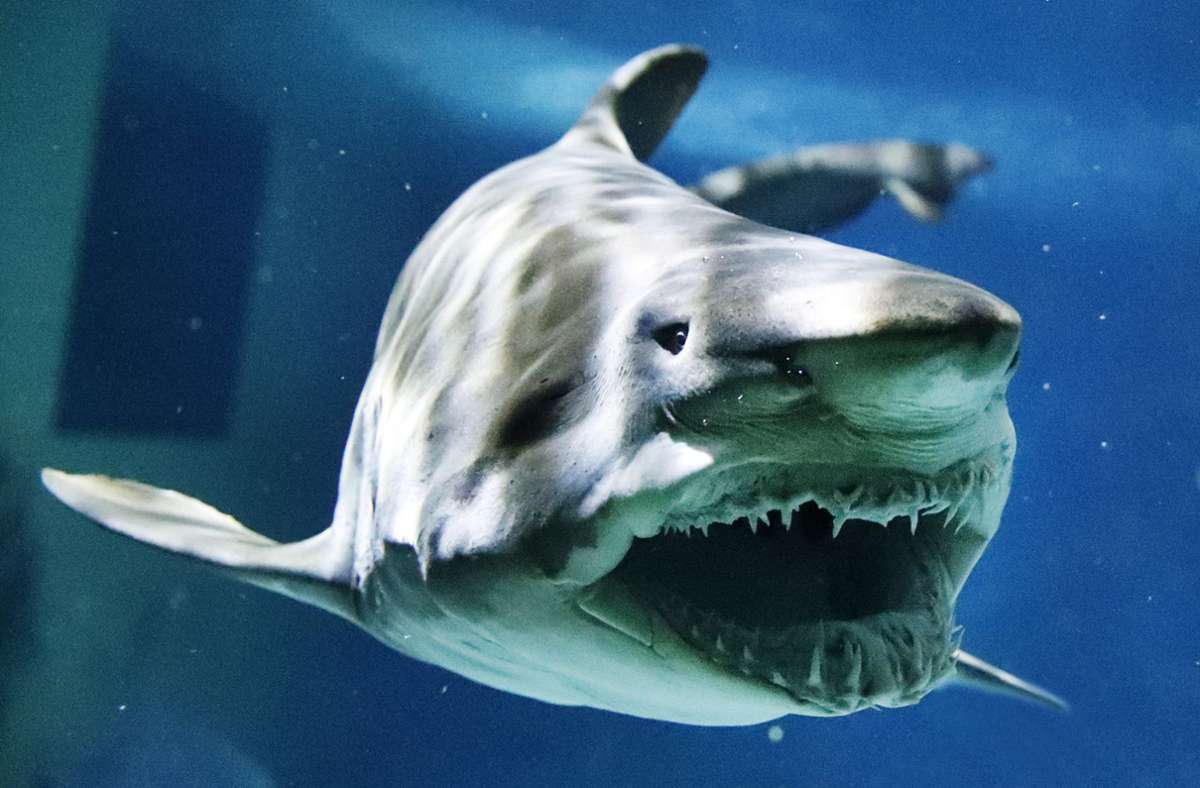 Die Haie im Meeresaquarium schwimmen in einem 1-Million-Liter-Becken. Foto: /M. Bauroth