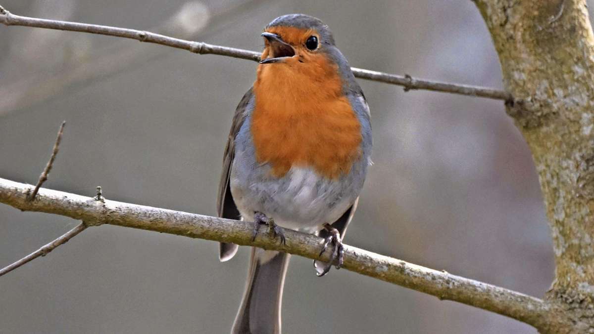 Vogel des Jahres: Eifriger Sänger  mit orangeroter Brust