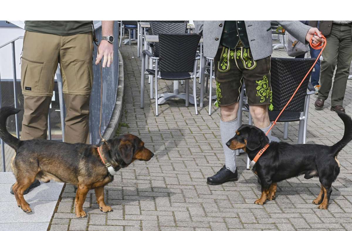 Eine Rasse in zwei Farbschlägen – Hirschrot und Vieräugl (Hund mit schwarzem Fell und rotbraunem Brand über den Augen).