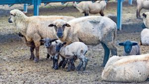 Kein Schafskrimi in Ebern