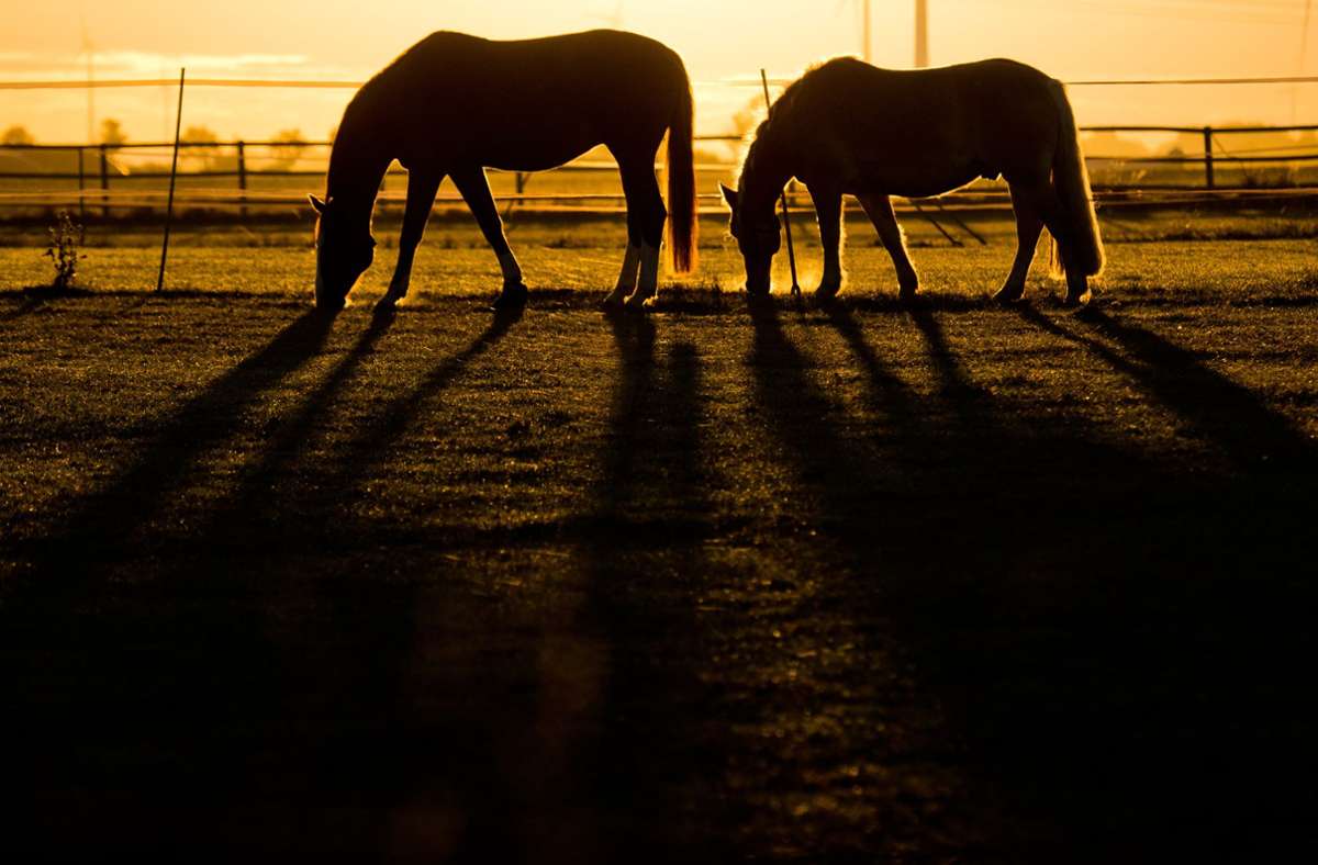Pferde auf einer Koppel (Symbolbild) Foto: Julian Stratenschulte/dpa