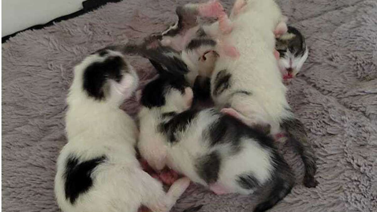 Katzenbabys im Tierheim: Tierheim bittet um Futterspenden