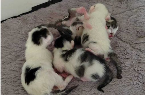 Das Tierheim braucht Futter für die hungrigen Katzenbabys. Foto: Tierheim