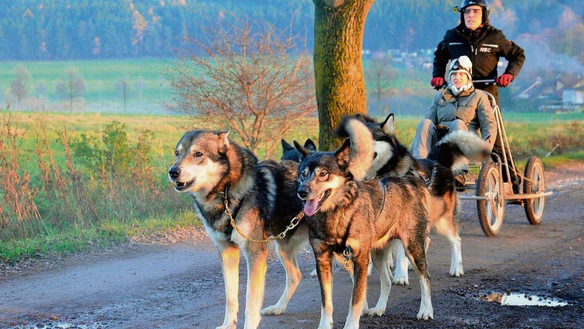 Ilmenau: Schlittenhunde trainieren in Bücheloh