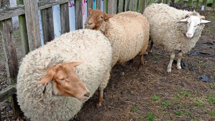 Ausgebüxte Schafe: Vom Autohaus zum Tierheim